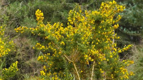 Gelber-Blumenbuschbaum-In-Den-Tiefen-Wald,-Der-Im-Wind-Schwingt