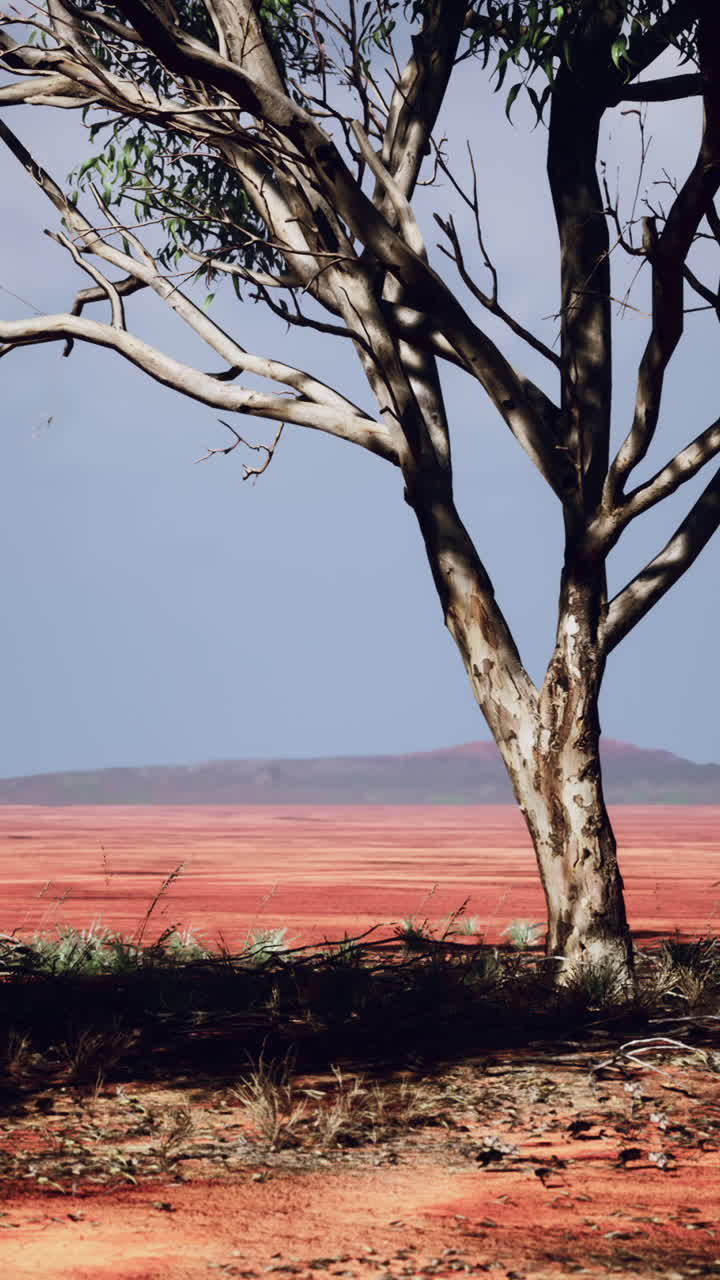 paisaje desértico con árboles