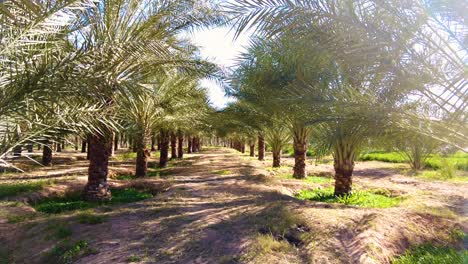 date palm plantation deglet nour in the region of biskra algeria