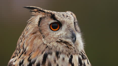 close-up of an eagle owl