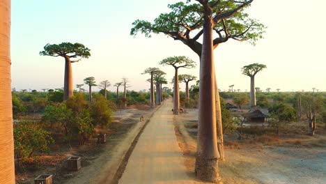 fly over the dusty road just between huge endemic baobab trees