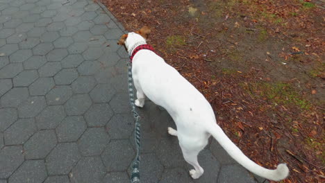 first person view of an owner walking a dog