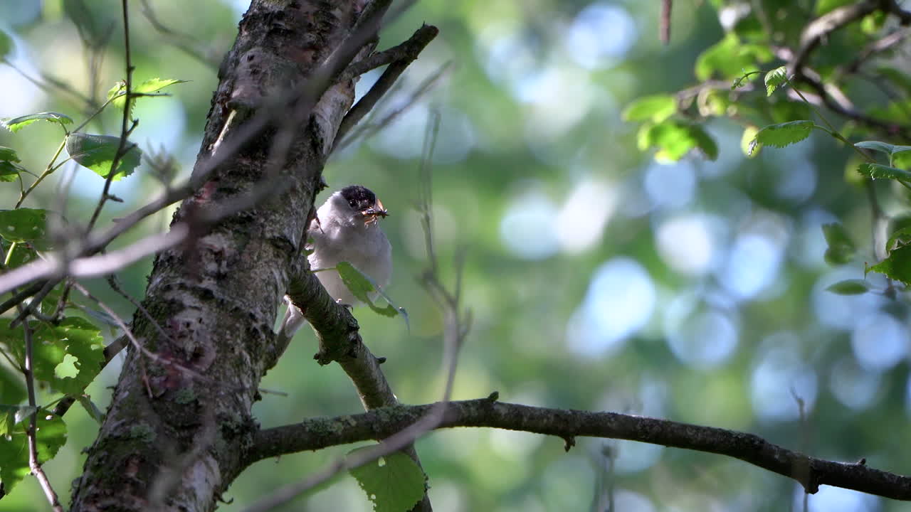 la curruca capirotada euroasiática se sienta en un árbol con su pico lleno de un gran insecto