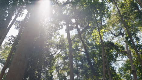 bellos árboles del bosque con la luz del sol brillando brillante sol llamarada conservación del medio ambiente natural