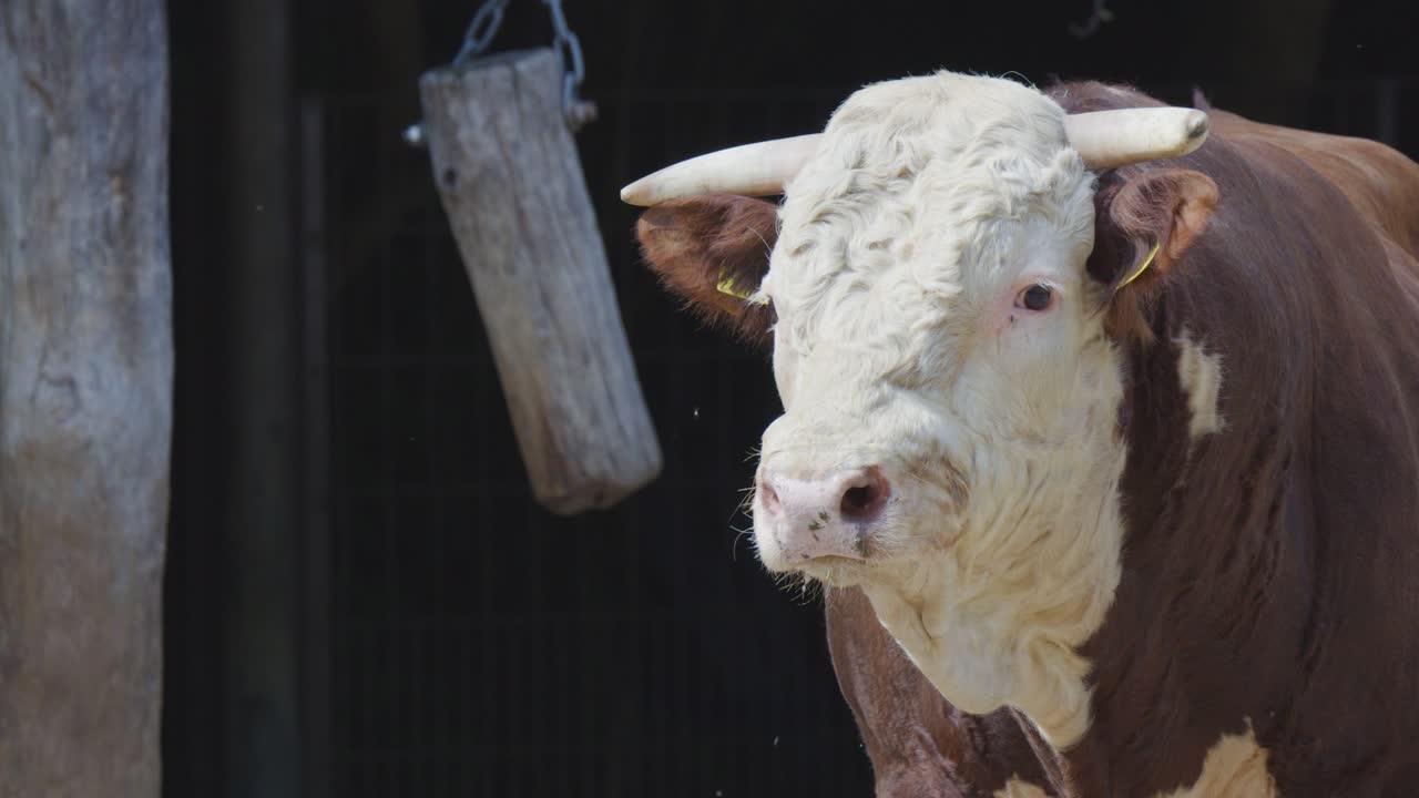 A brown and white bull stands alert in a shaded farm enclosure, natural daylight illuminating its face. Camera remains steady with minimal movement