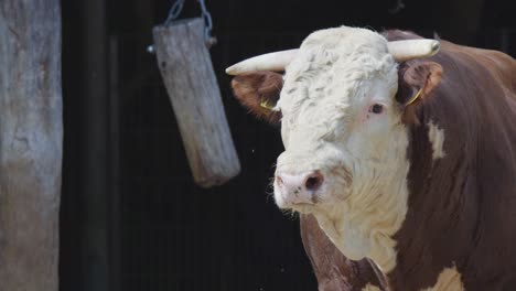 a brown and white bull stands alert in a shaded farm enclosure, natural daylight illuminating its face. camera remains steady with minimal movement