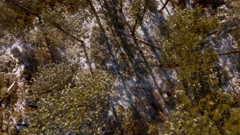 Boom-down-towards-Douglas-Fir-trees-in-snow-in-a-forest-in-Lake-Tahoe,-Nevada-on-a-sunny-winter-day