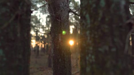 sunbeams through the trees at sunset