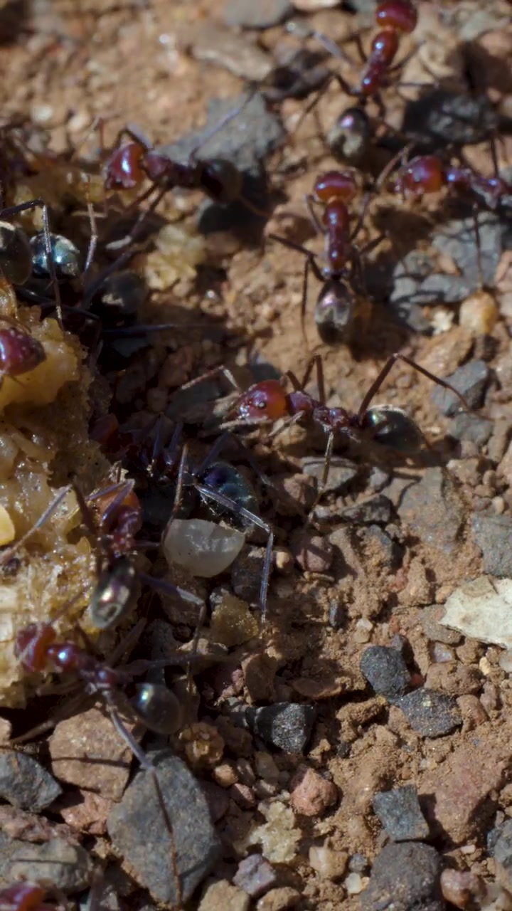 Macro primo piano di formiche che lavorano insieme su terreno roccioso, luce naturale, lavoro di squadra, profondità di campo ridotta