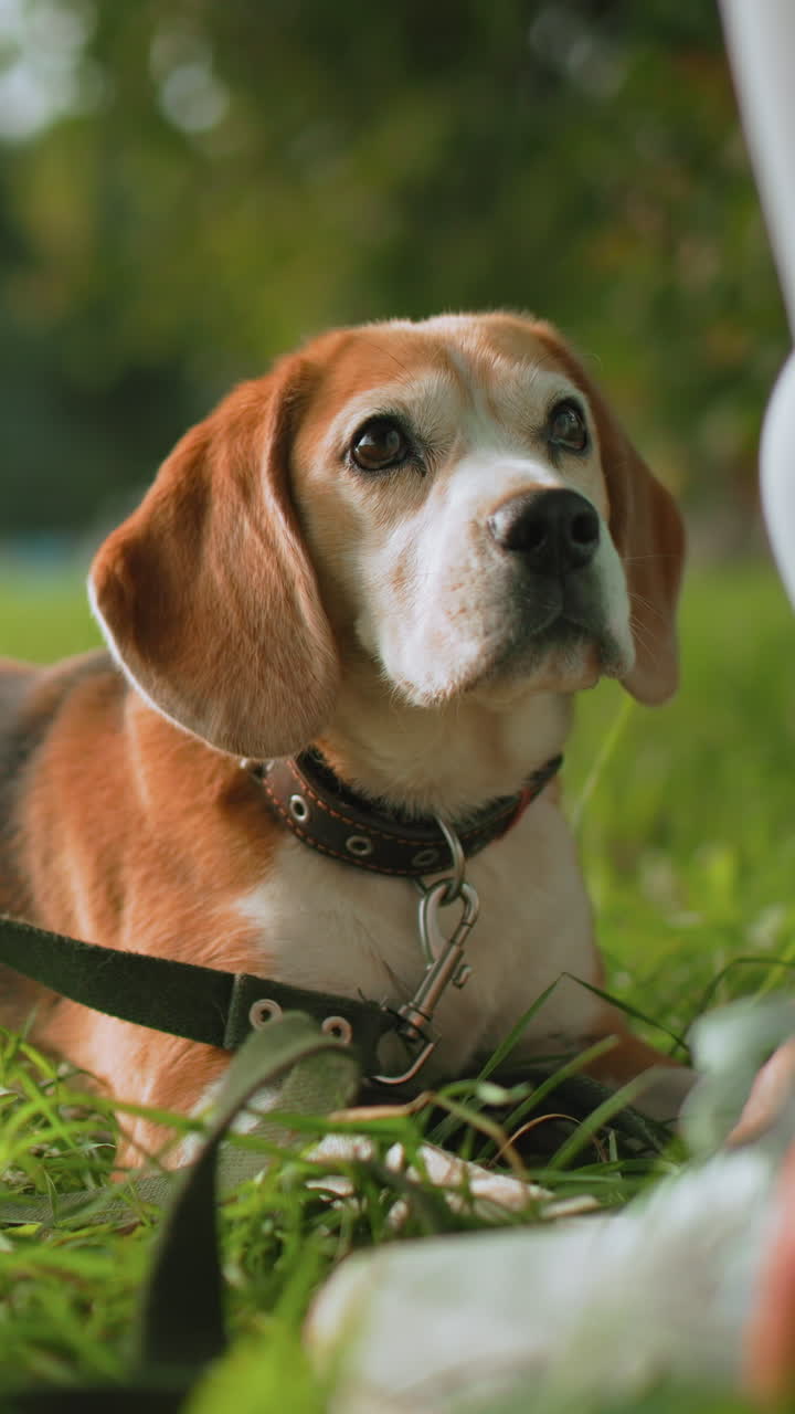 Dog investigates footwear, Dog sniffs shoe in park, Dog sniffs at white sneaker while owner crouches nearby, Beagle carefully examines shoe on grassy ground as owner offers hand in sunny park