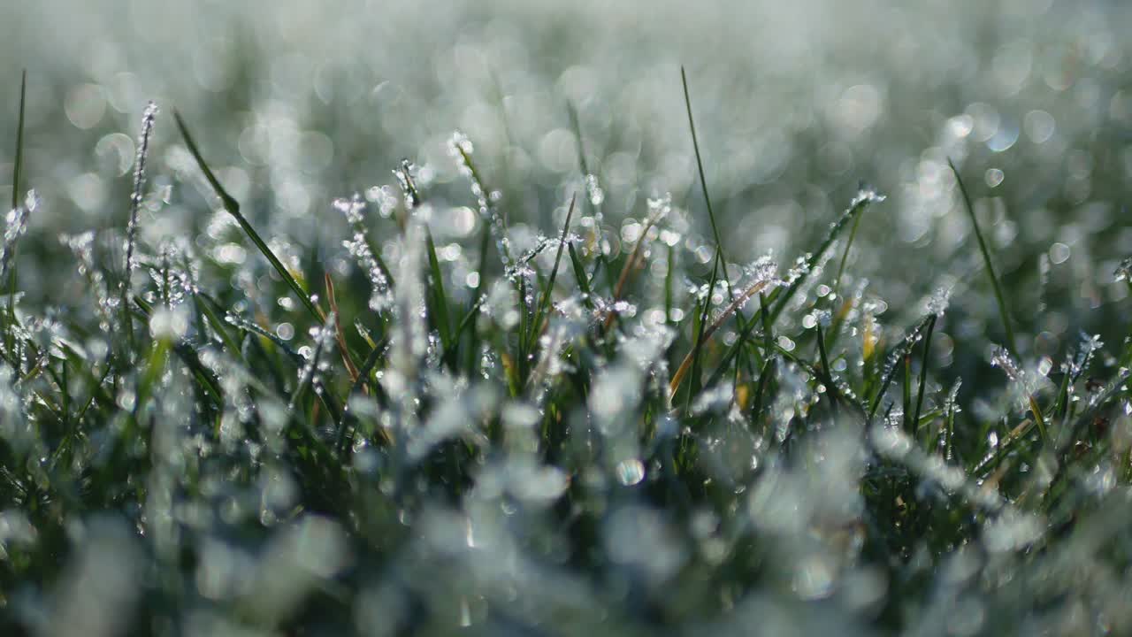 White Frost Covered Green Grass. Static Shot