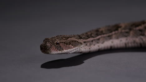 puff adder snake moving across grey groud - close up on face