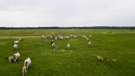 herd of hungarian grey cattle walking in the pasture, aerial