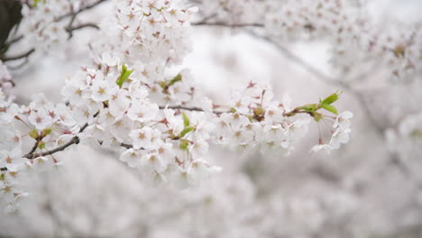 Pétalos-De-Sakura-De-Cerezo-Janapés-Blanco-Ondeando-En-El-Viento-En-Un-Día-Nublado-Y-Brillante