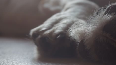 Detail-of-big-dog-paw-lying-on-wooden-floor-resting---Portugal