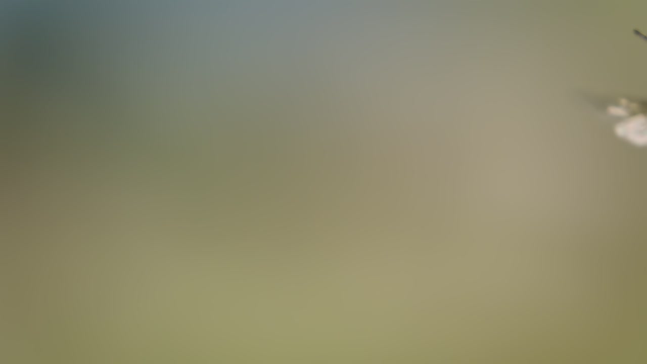 Honey bee fly in a super slow motion. Shot on super slow motion camera 1600 fps. Bees are best known to humans for their ecological roles as pollinators