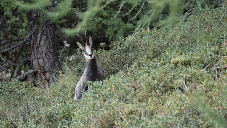 Gämse-In-Der-Abenddämmerung-Im-Wald-Im-Tal-Von-Chamonix