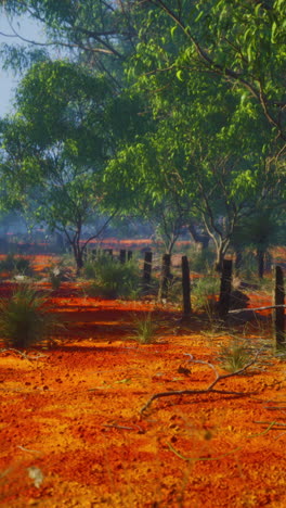 australian outback forest landscape