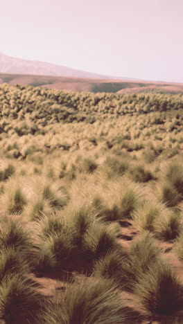 desert landscape with grass and sand dunes