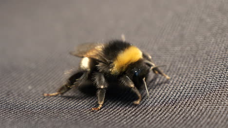 bumble bee sits on cloth and crawls out of shot