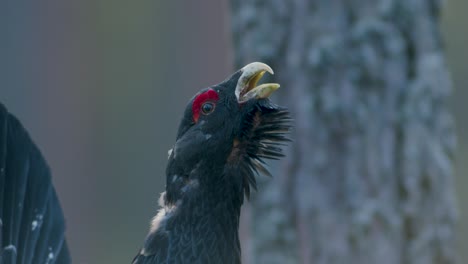 Male-western-capercaillie-roost-on-lek-site-in-lekking-season-close-up-in-pine-forest-morning-light