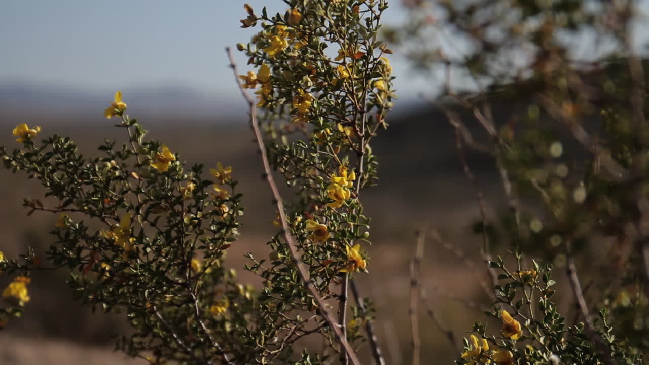 Close-up of Desert Plant with Yellow Flowers