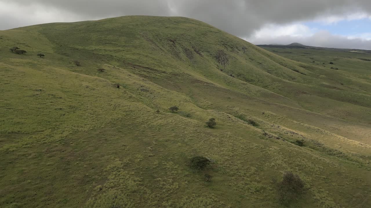 Ripresa aerea in ascesa su un prato verde brullo sulle colline vulcaniche ondulate delle Hawaii