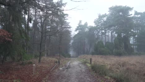 misty forest path