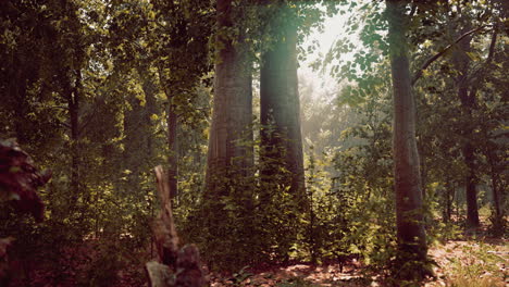 espeso bosque oscuro con musgo y rayos de sol brillando por el canal