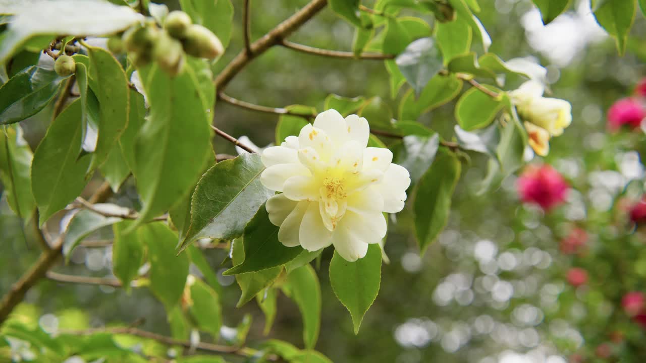 A vibrant camellia in full bloom with soft petals and rich details. Captured in 4K slow motion, this shot showcases the elegance of nature and botanical beauty.