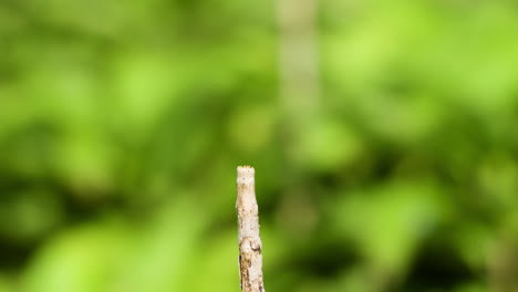 sympetrum depressiusculum, the spotted darter dragonfly perching on plant tip, flies away and come back - close-up macro