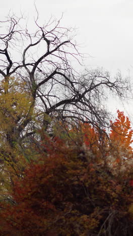 parque de otoño vibrante lleno de follaje dorado, vegetación exuberante y arbustos de bayas rojas, creando un pintoresco paisaje estacional, los árboles muestran tonos cálidos, destacando la transición de la naturaleza
