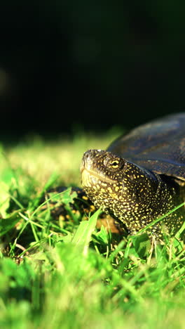 a large turtle is examining the territory and crawling over the grass in the summer. close-up vertical video