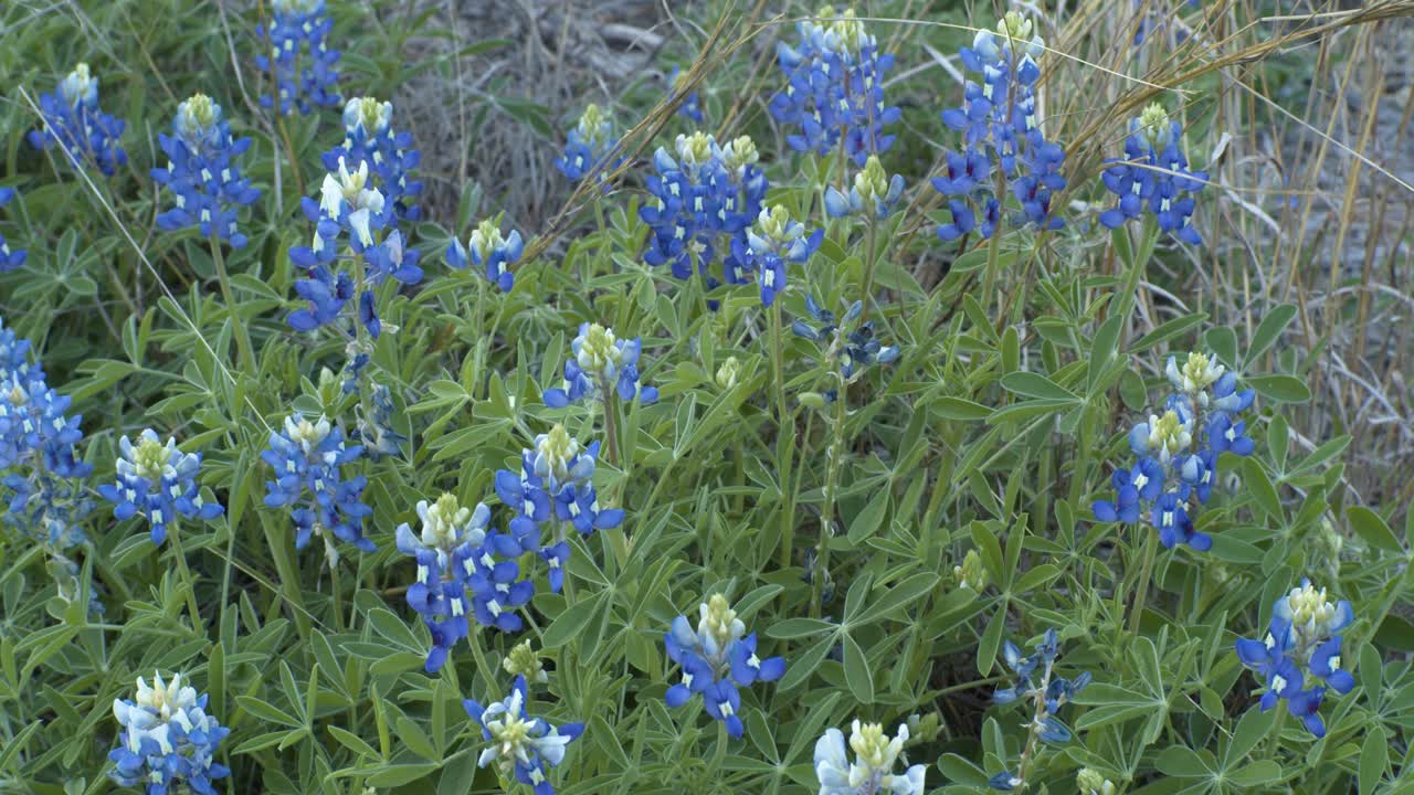 Udsigt over et Texas bluebonnet-felt i Austin med blomstrende Lupinus texensis. Ikonisk forårslandskab, levende vilde blomster, naturligt habitat og naturskønt landskab er perfekt til sæsonbestemte koncepter.