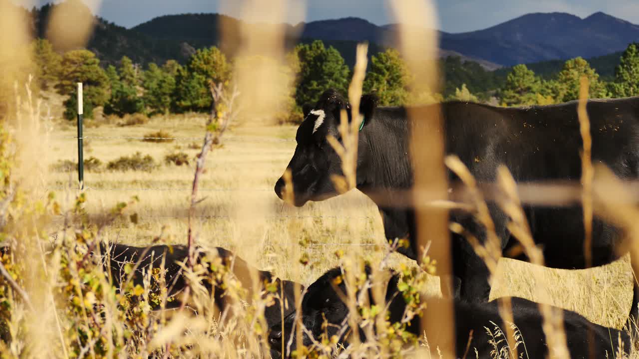 Scatto artistico di una mucca nera in piedi al sole in un campo del Colorado mentre si avvicina una tempesta