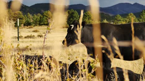 artsy shot of black cow standing in the sun in a colorado field as a storm rolls in