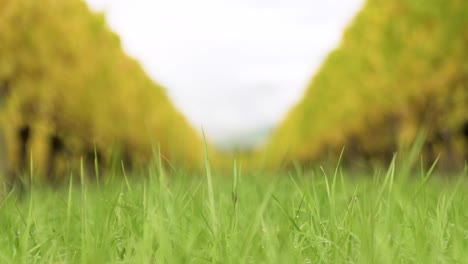 slow motion clip of grass waving between rows of beautiful vines