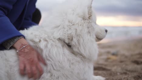 perro samoyed esponjoso blanco sentado con una chica en la playa divirtiéndose. mujer joven sentada en la arena y abrazando a su perro de