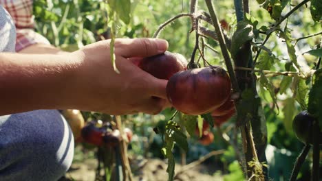 las manos del jardinero tocando los tomates que crecen en la rama