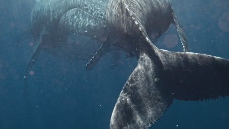 humpback whales kissing underwater, a spectacular display of intimacy, love, and tenderness between mother and calf view behind the calf's powerful tail