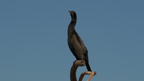 little black cormorant perched on branch, clear blue sky