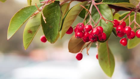 close-up of red berries and green leaves