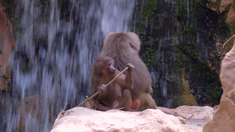 una coppia di babbuini seduti davanti a una cascata - slowmo