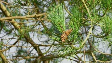 oostenrijkse dennenboom met dennenkegel. europese zwarte dennenboom