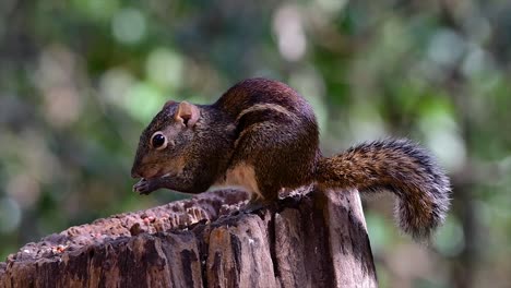 The-Indochinese-Ground-Squirrel-is-commonly-found-in-Thailand-just-about-anywhere-it-can-thrive