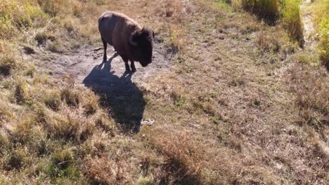 4-4-gimbal-pan-out-semi-circle-twist-close-up-of-male-feral-water-buffalo-at-forest-sandpit-preparing-to-get-entertained-at-a-cool-refreshing-sand-bath-on-a-hot-summer-afternoon-by-the-lush-meadows