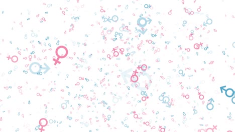 símbolos masculinos y femeninos rosados y azules sobre un fondo blanco. signos de género elementos animados en un simple bucle sin costuras