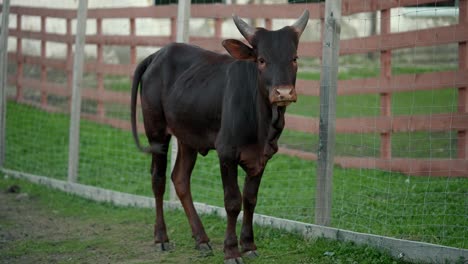 young brown calf in a farm enclosure