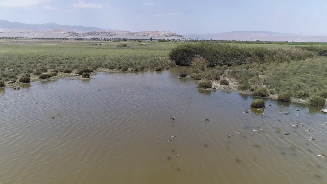 A breathtaking aerial shot of a wetland with birds soaring over calm waters. Ideal for environmental projects, travel blogs, and nature photography. Majia, Arequipa, Peru.