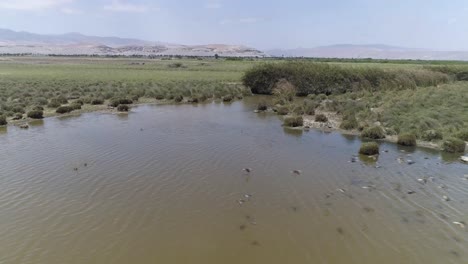 a breathtaking aerial shot of a wetland with birds soaring over calm waters. ideal for environmental projects, travel blogs, and nature photography. majia, arequipa, peru.